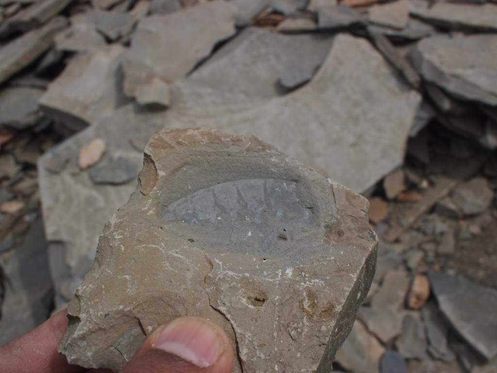 and that there is the pincer of anomalocaris, one of the apex cambrian predators.