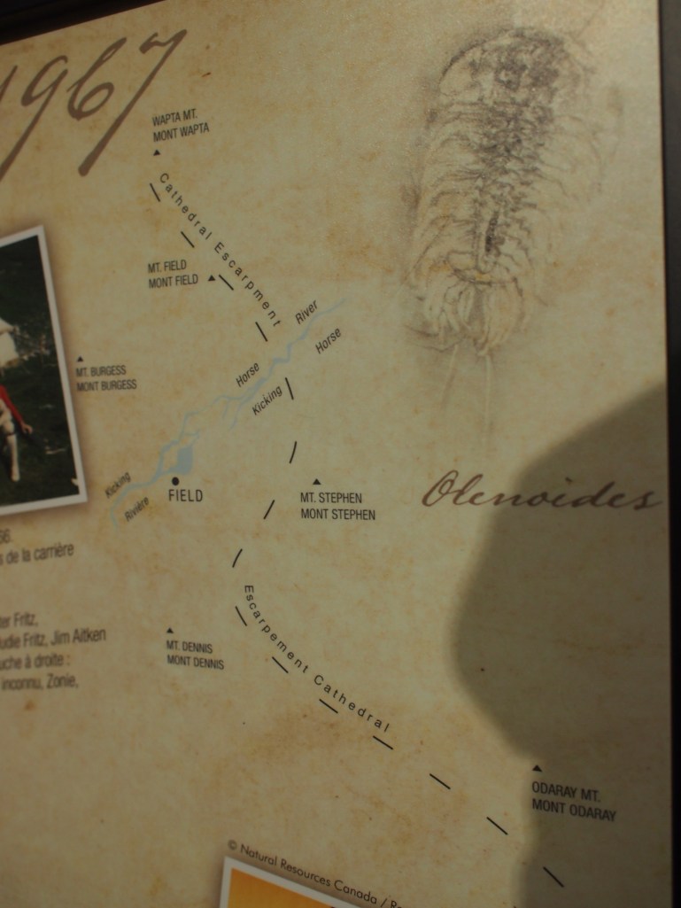 these trilobites are said to have lived at the foot of the "cathedral escarpment. shallow seas next to a limestone cliff. periodic mud flows fell on the trilobites, entombed them, stopped oxygen from reaching them, and so resulted in their fossilisation. the escarpment runs along this part of the rockies. and cambrian fauna and flora has been found all along it, at the walcott quarry between mount wapta and mount field, on mount stephen, and most recently, in kootenay national park nearby.